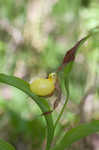 Greater yellow lady's slipper